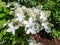 Hydrangea paniculata (Hydrangea paniculata Siebold) \\\'Praecox\\\'