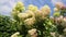 Hydrangea paniculata Limelight