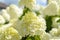 Hydrangea paniculata `Limelight` flower.