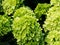 Hydrangea paniculata `Little Lime`