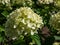 Hydrangea paniculata \\\'Little lime\\\' - compact, bushy shrub flowering with profusion of large panicles