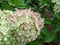 Hydrangea paniculata \\\'Little lime\\\' - compact, bushy shrub flowering with profusion of large panicles