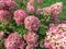 Hydrangea paniculata \\\'Little lime\\\' - compact, bushy shrub flowering with profusion of large panicles