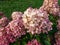 Hydrangea paniculata \\\'Little lime\\\' - compact, bushy shrub flowering with profusion of large panicles