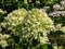 Hydrangea paniculata \\\'Little lime\\\' - compact shrub flowering with profusion of large panicles