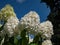 Hydrangea paniculata \\\'Phantom\\\' flowering with conical flowers, opening creamy white with some lime green flushing in