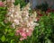 Hydrangea paniculata - pinky Winky. Floral background.