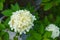 Hydrangea paniculata Skyfall is a compact shrub consisting of sterile white flowers