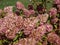 Hydrangea paniculata \\\'Sundae Fraise\\\' boasting conical flower heads at the tips of arching branches. Florrets turn