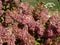 Hydrangea paniculata \\\'Sundae Fraise\\\' boasting loose, fluffy, conical flower heads at the tips of arching branches