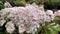 Hydrangea paniculata `Vanille Fraise`