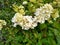 Hydrangea paniculata `Vanille Fraise`