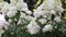 Hydrangea paniculata. White large beautiful flowers close swaying in the wind. Flowering bushes in the garden or Park