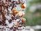 Hydrangea petiolaris during the winter thaw.