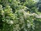 Hydrangea petiole flower blooming