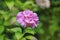 Hydrangea - pink flower in natural surroundings - English garden