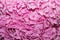 Hydrangea, pink flower, wallpaper flowers.