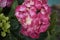 Hydrangea pink flowers