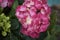 Hydrangea pink flowers