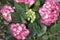 Hydrangea pink flowers