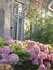 Hydrangea pink flowers on fence of old house