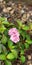 Hydrangea pink gorgeous green