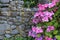 Hydrangea pink and purple climbing next to a rock wall
