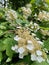 Hydrangea plant, Hortensia, flowering in the summer.