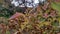 Hydrangea Plant Leaves Autumn Colours