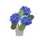 Hydrangea in pot with lush blooming flower clusters. Blossomed floral house plant growing in flowerpot. Gorgeous