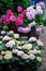 hydrangea in pots in a shop, flower shop, gardening