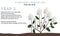Hydrangea pruning year 2