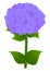 Hydrangea purple