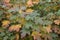 Hydrangea quercifolia colorful foliage in autumn