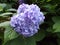 Hydrangea on a rainy afternoon