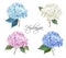 Hydrangea realistic illustration set