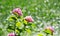 The hydrangea and scenery with the pond