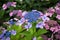 Hydrangea Serrata Bluebird lace cap variety