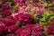 Hydrangea serrata flower in a green background