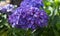 Hydrangea Serrata flowers are beautiful purplish blue