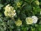 Hydrangea serrata flowers, Close up shot. image