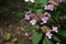 Hydrangea serrata Intermedia pink a corymb. Common names include mountain hydrangea and tea of heaven.