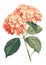 Hydrangea single stem vintage floral botanical flower print