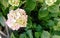 Hydrangea is a spring flower