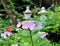 Hydrangea suguk Festival in taejongsa buddhist temple, Taejongdae, Busan, South Korea, Asia