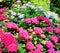 Hydrangea suguk Festival in taejongsa buddhist temple, Taejongdae, Busan, South Korea, Asia