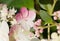 Hydrangea sundae fraise blossoms
