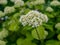 Hydrangea tree, white.Bush blooming on a green background
