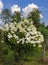 Hydrangea Vanilla is bush with white inflorescences at the beginning of flowering