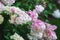 Hydrangea Vanille Fraise blooming with pink and white flowers in summer garden